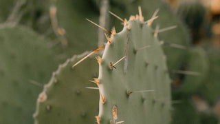 Is Cactus Leather Legit? Ask BMW and Mercedes